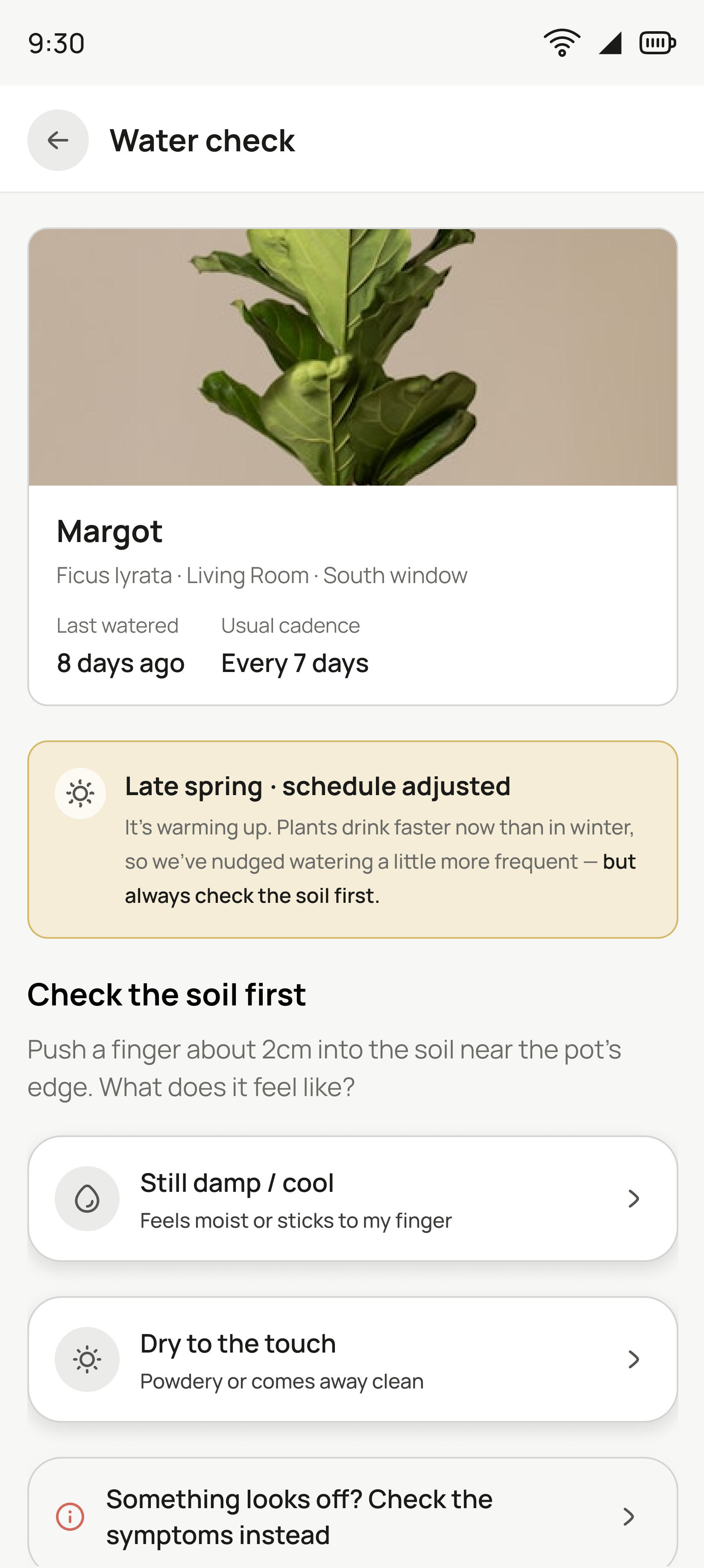 Water check screen: Margot the Ficus lyrata with last watered and usual cadence, a late-spring schedule note, then Check the soil first with damp, dry and symptoms options